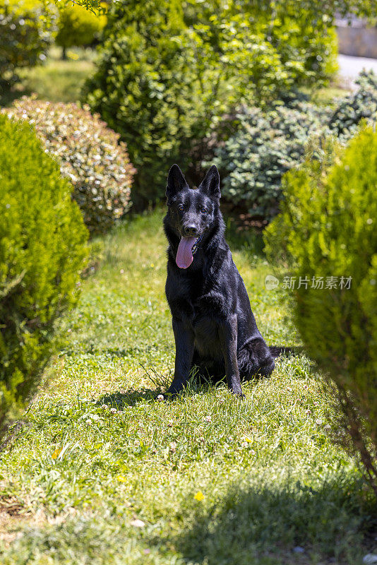 黑色德国牧羊犬坐在草地上