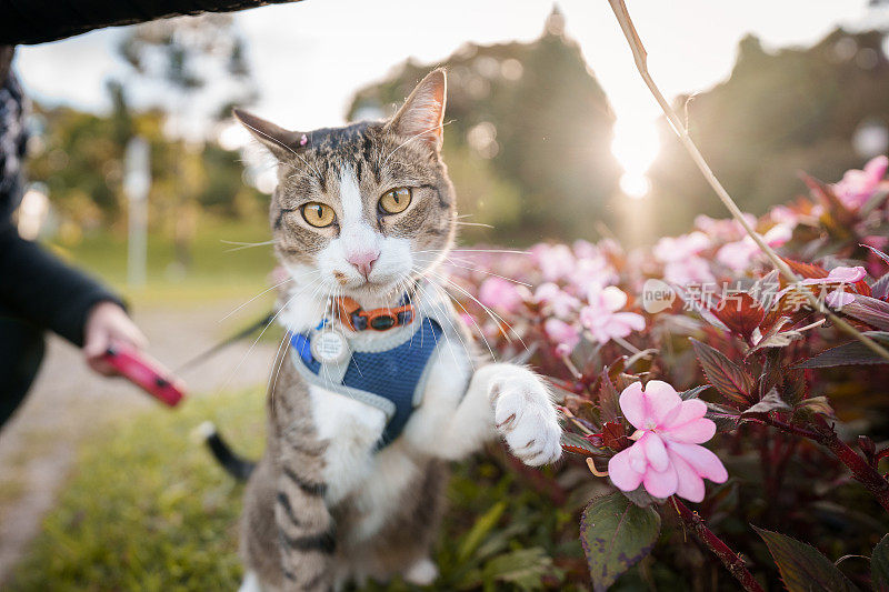 漂亮的猫在花丛中玩耍