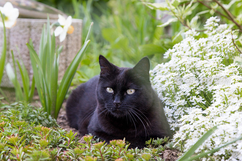 花园里有只黑猫