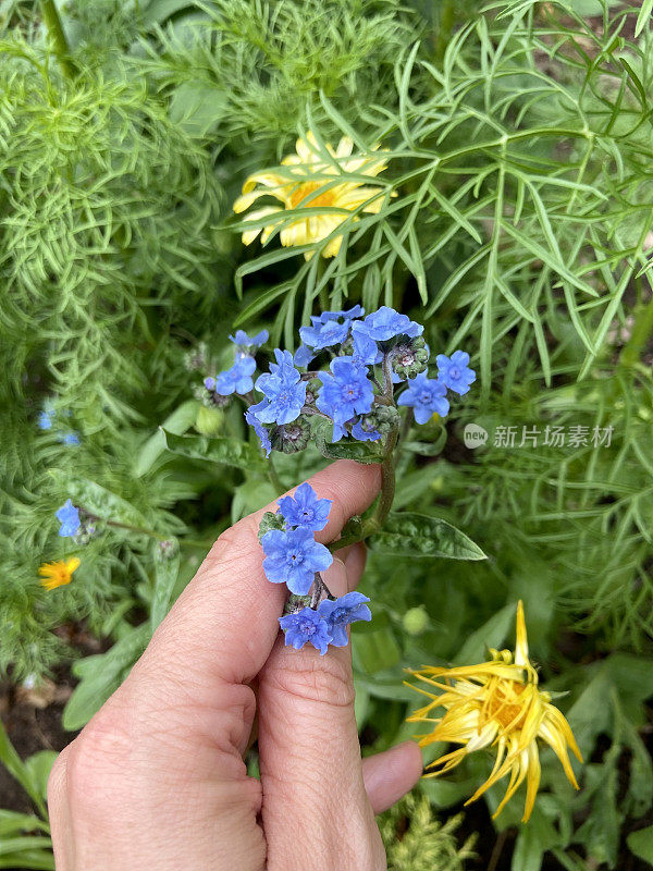 《牵手别忘了我不是花园里的花