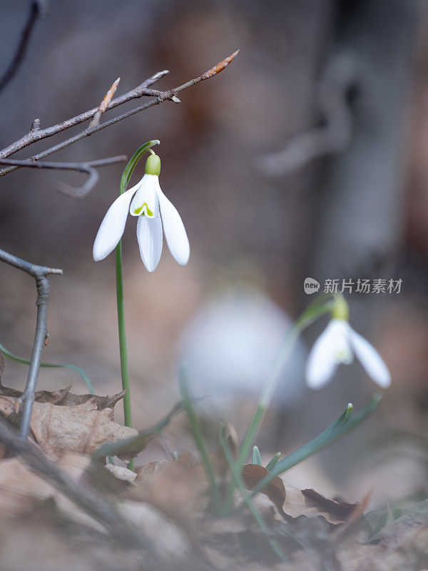 花园里的花像雪花一样