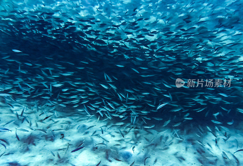 在加勒比海水下游动的一大群小型咸水鱼