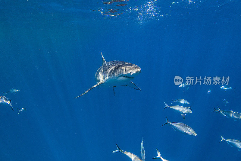 快乐的大白鲨在清澈开阔的蓝色海洋