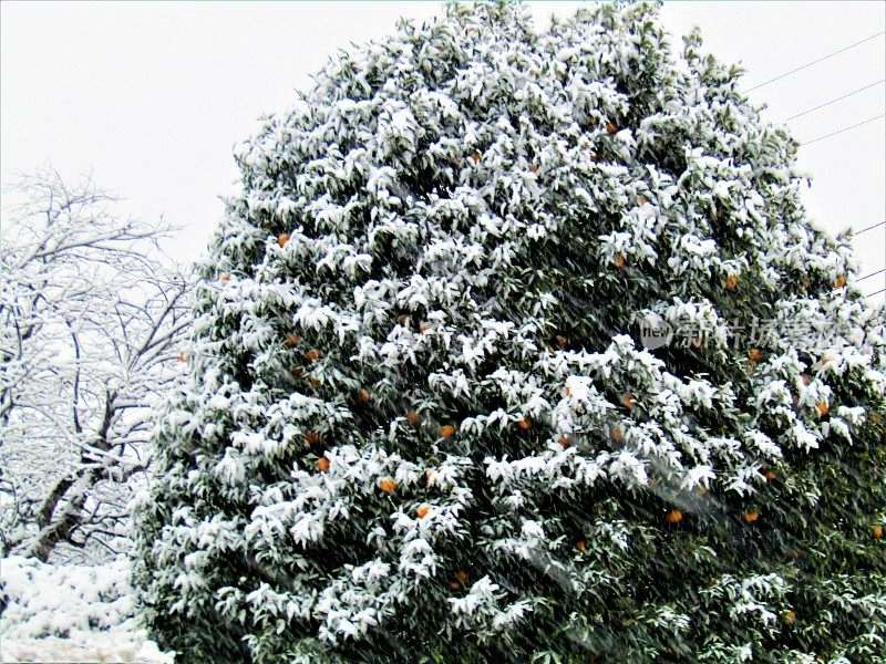 日本。1月。常青树在下雪。