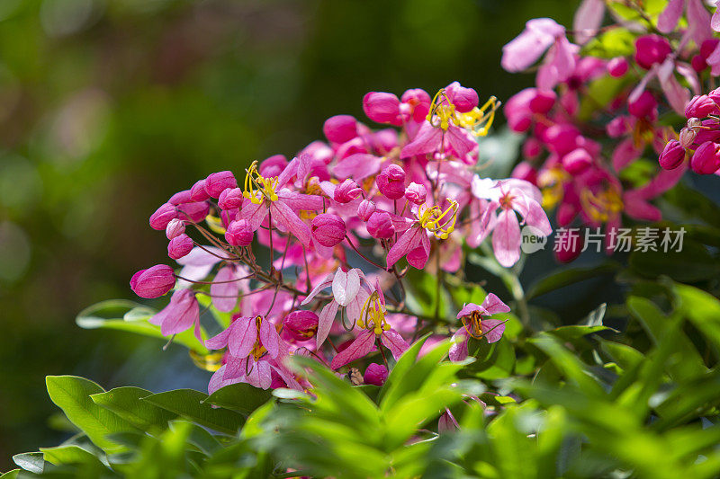 广南山区的彩虹雨树