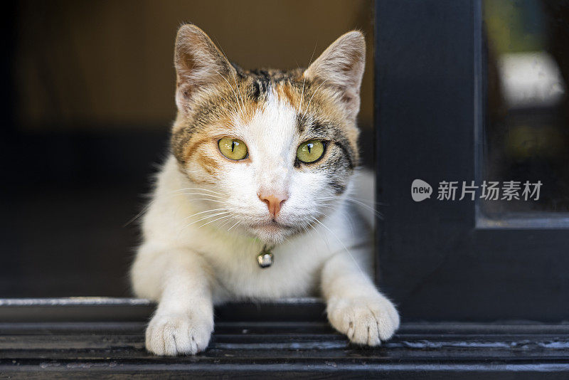 一只有着美丽眼睛的流浪猫担任照片模特。