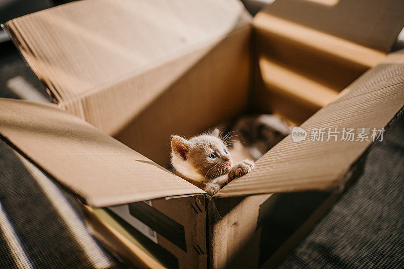 小猫想要出去