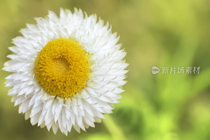 白色strawflower