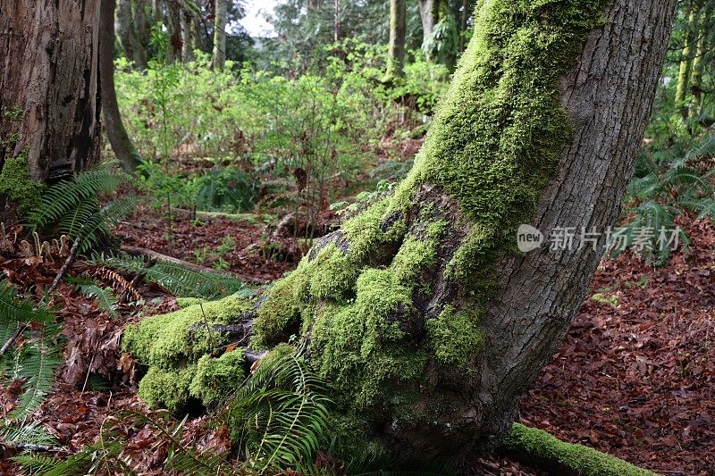 加拿大西海岸森林中的苔藓