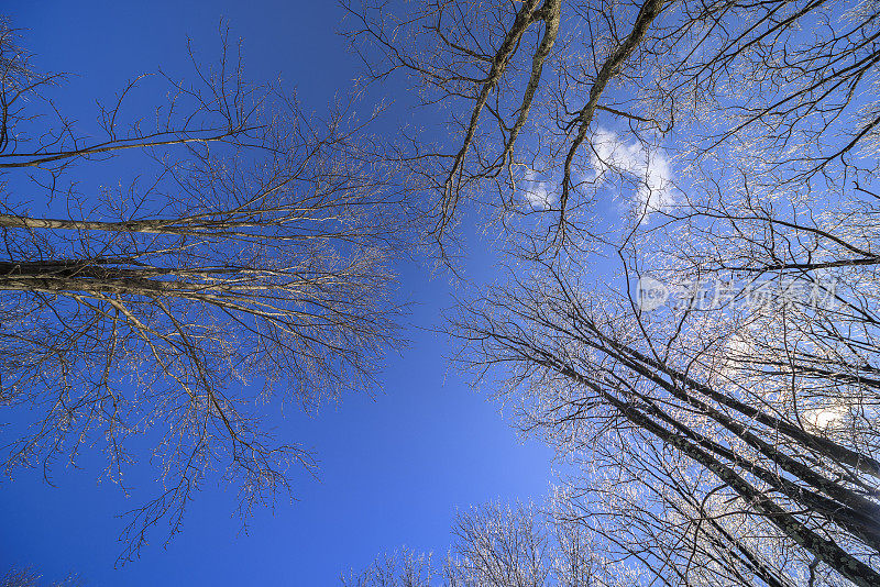 冰雨。仰望着被冰雪覆盖的树木，冬日的阳光在蓝天的映衬下闪闪发光。