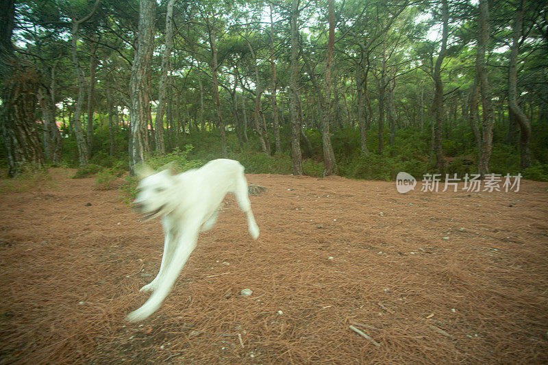 年轻的狗在森林里自由奔跑