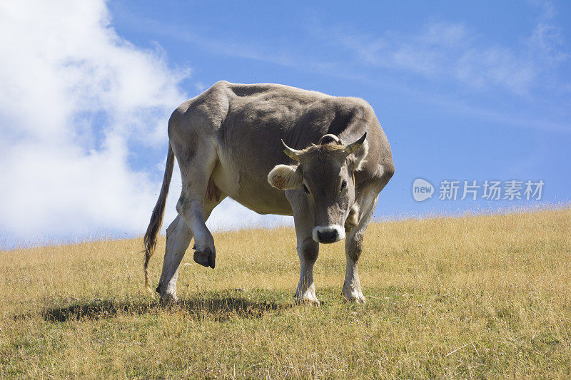 野生牛