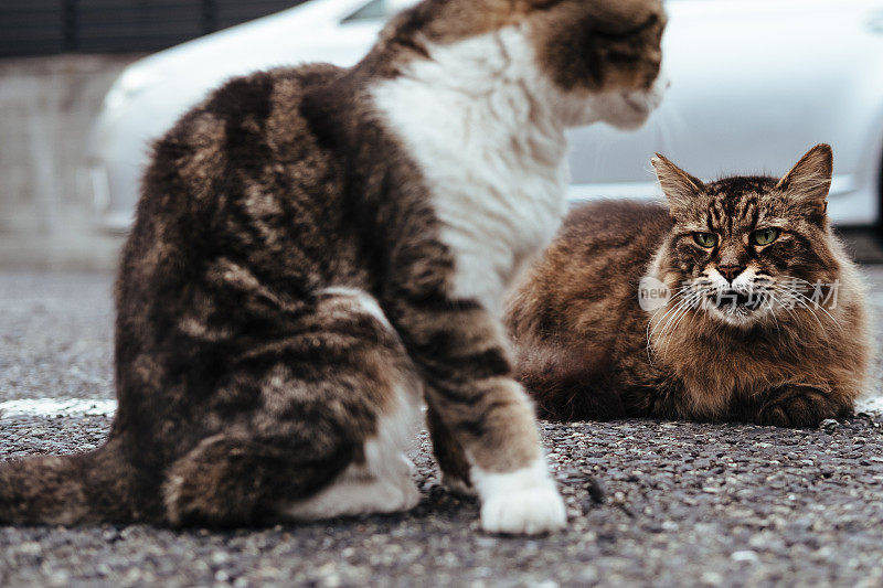 两只猫的图像