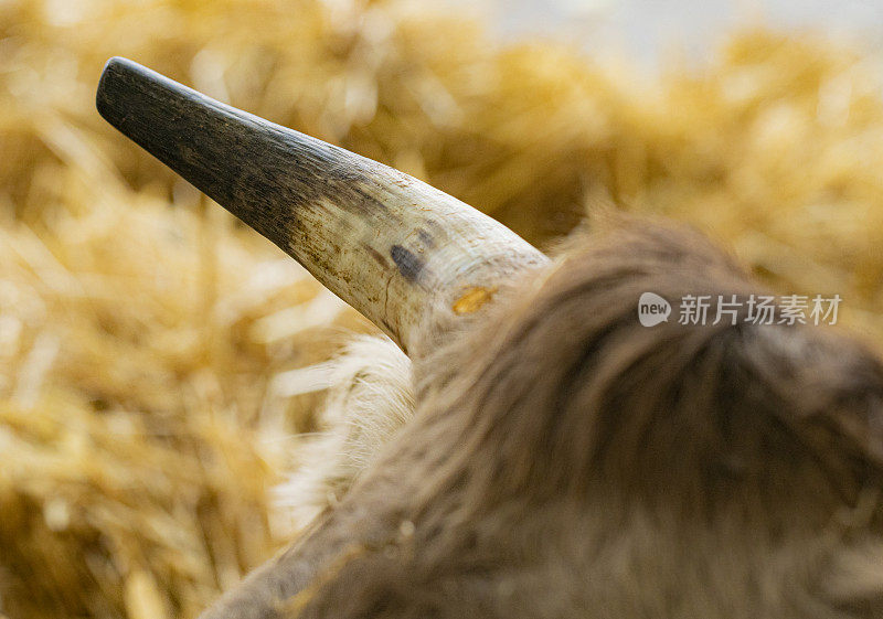 布鲁纳·德尔斯·皮里内乌斯牛角细节，产于比利牛斯山东南部的一种牛