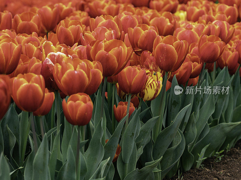 郁金香节