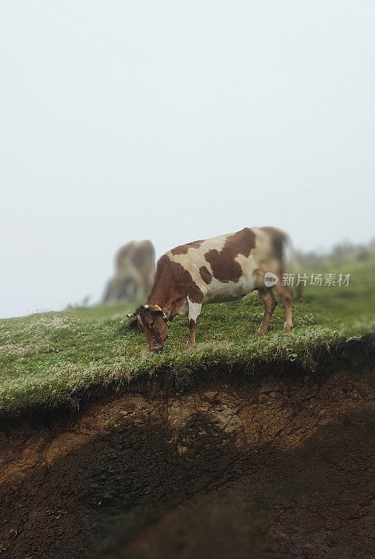 奶牛在草地上吃草