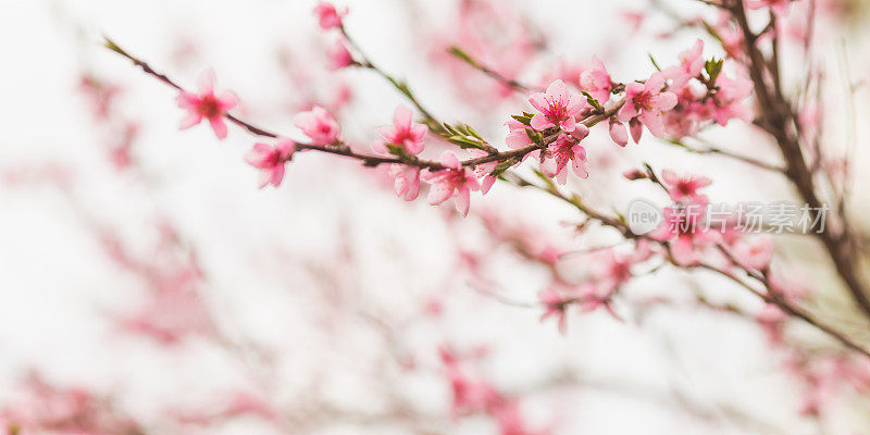 桃花盛开。春季自然背景