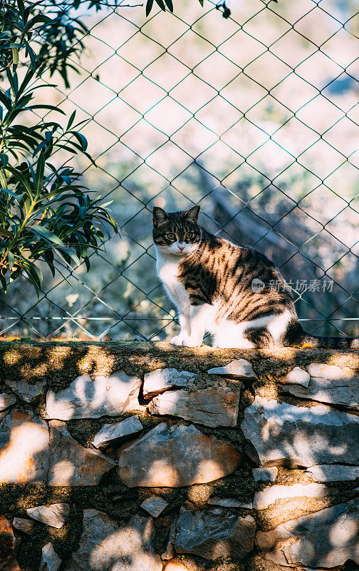 花园中的虎斑猫