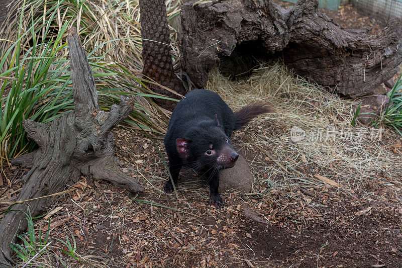 塔斯马尼亚袋獾，塔斯马尼亚，澳大利亚