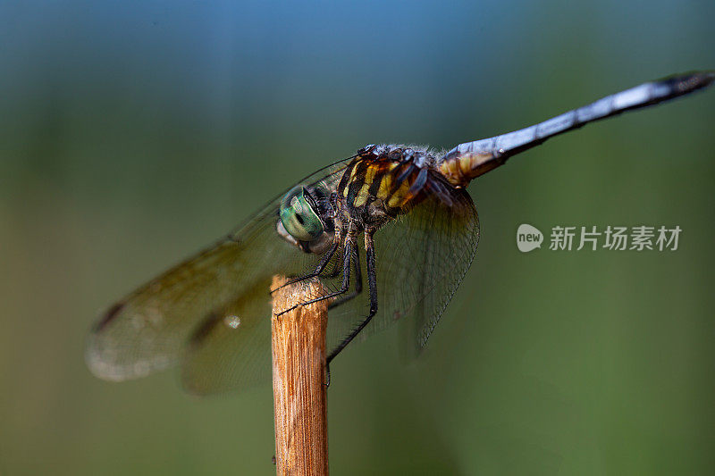 蜻蜓在香蒲上