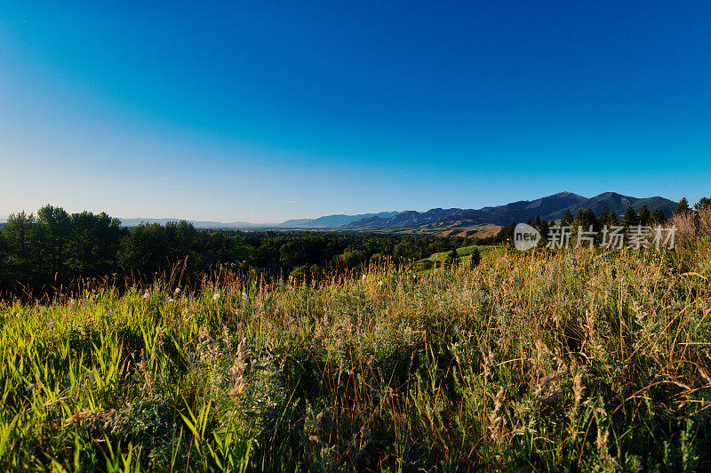 高大的野草和夏日阳光下的森林