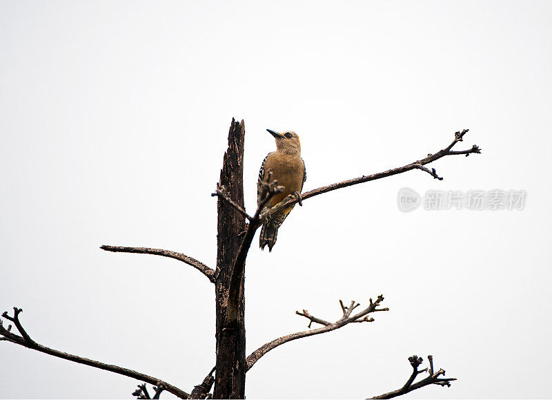 霍夫曼啄木鸟在顶部的树枝，波多黎各，哥斯达黎加
