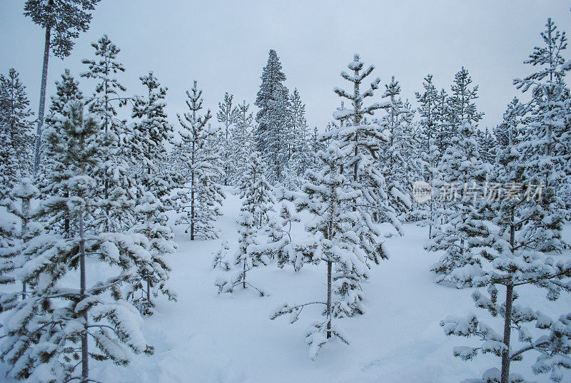 芬兰的冬天，松树在雪地里