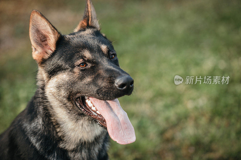 纯种德国牧羊犬