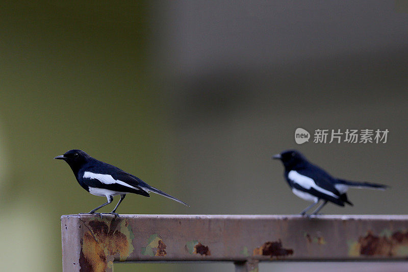 喜鹊鸟