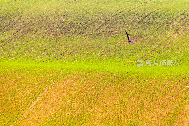 绿野中独立一棵枯树