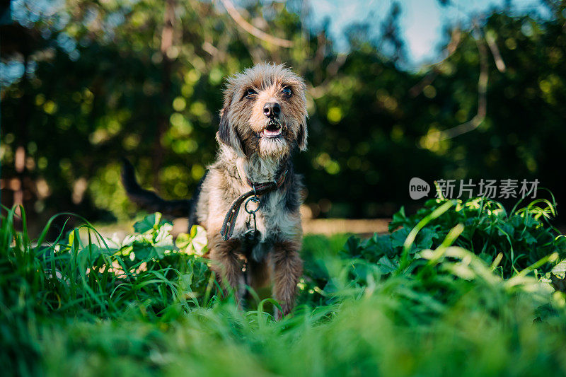 小猎犬肖像