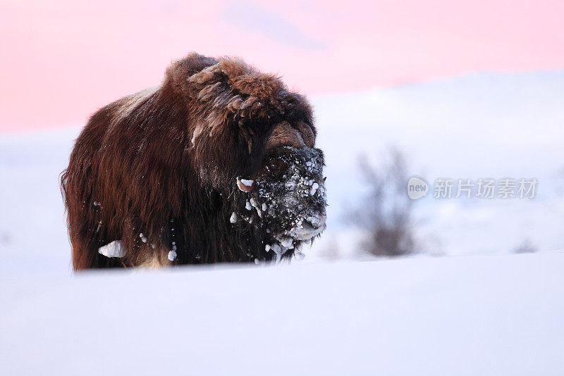 在挪威的Dovrefjell-Sunndalsfjella国家公园，一只麝牛在冬天的第一缕晨光中