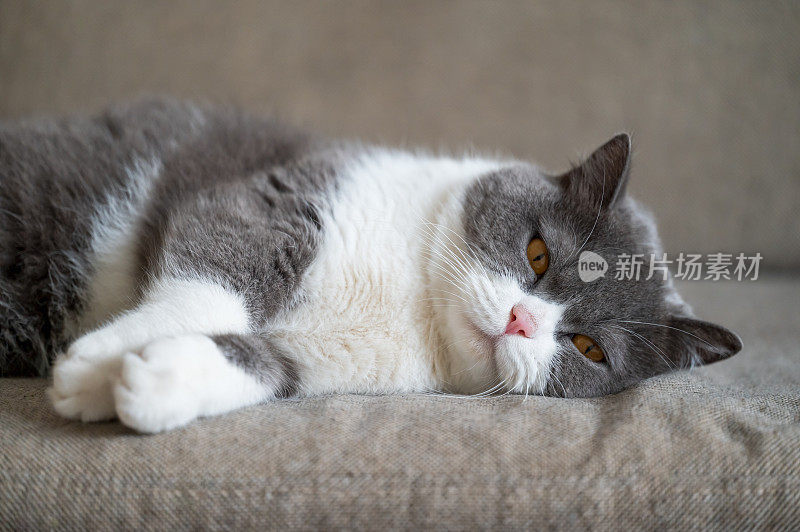 英国短毛猫躺在沙发上睡觉