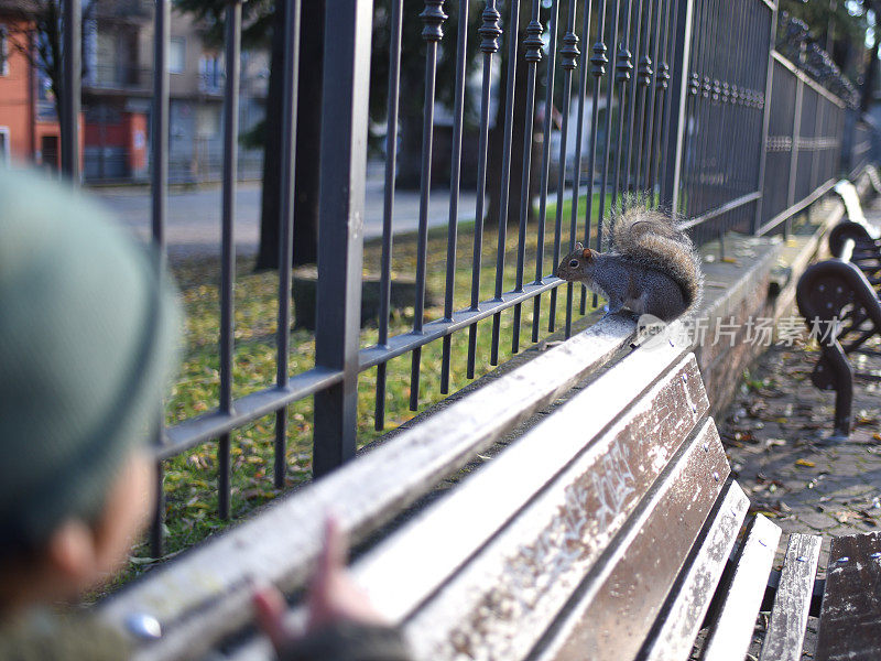 公园长椅上的松鼠