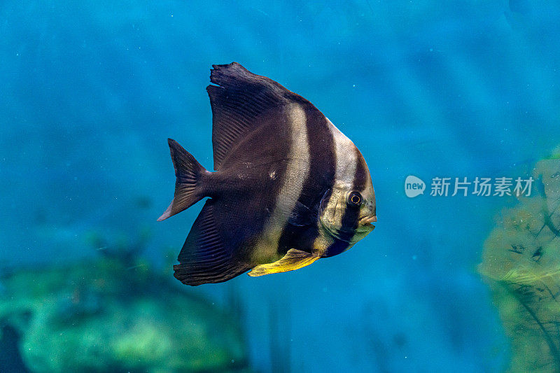 在水族馆里游泳的热带鱼