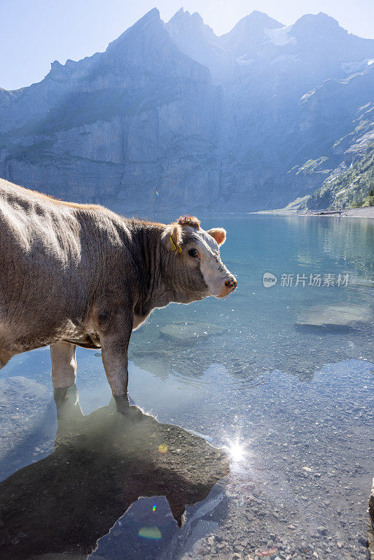 阳光明媚的夏日，高山湖边的一头美丽的奶牛