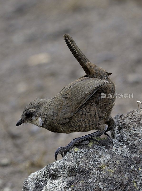 一只成年的八字胡Turca栖息在智利安第斯山脉的一块岩石上
