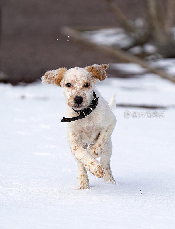 英国塞特犬，挪威Vestfold