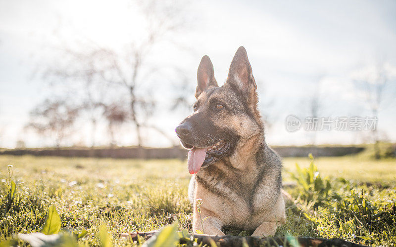 一只美丽的德国牧羊犬躺在草地上，嘴巴张着，舌头伸出来