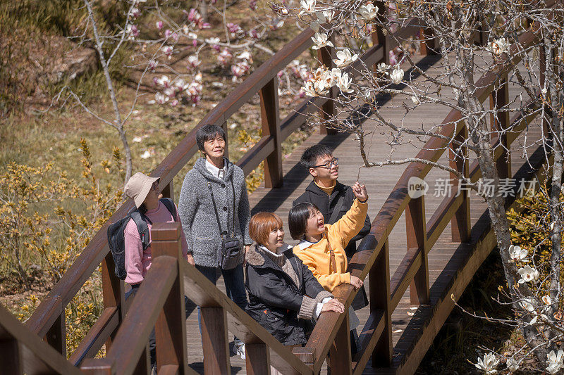亚洲华人家庭前往阿里山赏樱