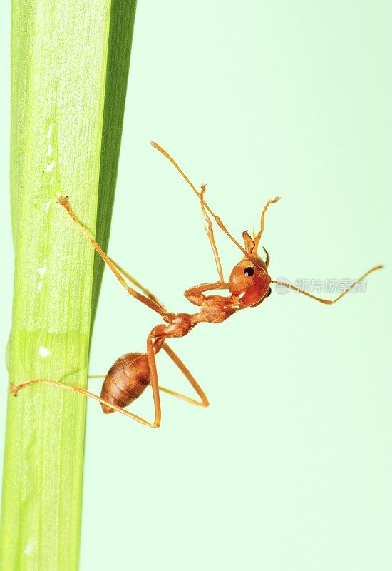 草叶上的蚂蚁——动物行为。