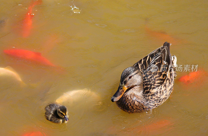 野鸭妈妈和她的小鸭子在湖里的鱼中间