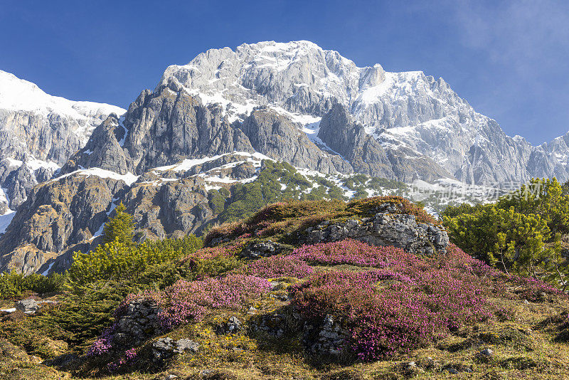 高山景观与高山玫瑰在Hochkönig山