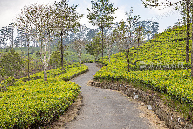 道路穿过陡峭的山坡上的茶田