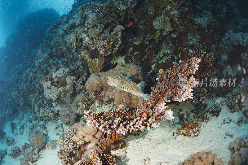 水下照片珊瑚鱼，全新齿龙鱼水下海洋生物珊瑚礁红海
