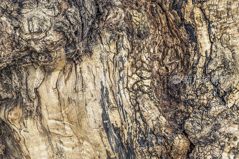 高分辨率抽象背景纹理描绘老树皮细节与地衣生长和蜘蛛网补丁