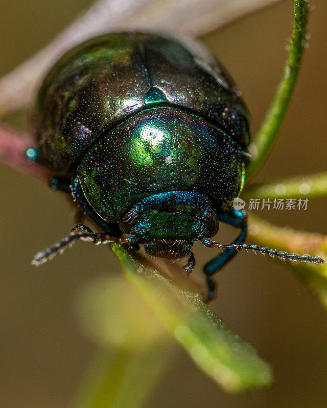 垂直微距拍摄的绿甲虫在一片草叶上