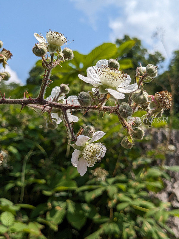 黑莓花