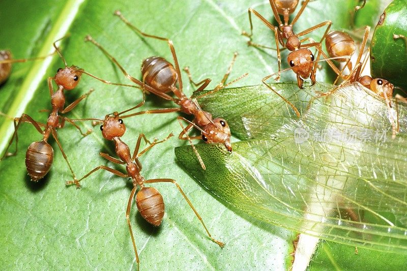 昆虫透明翅膀上的蚂蚁下颚-动物行为。
