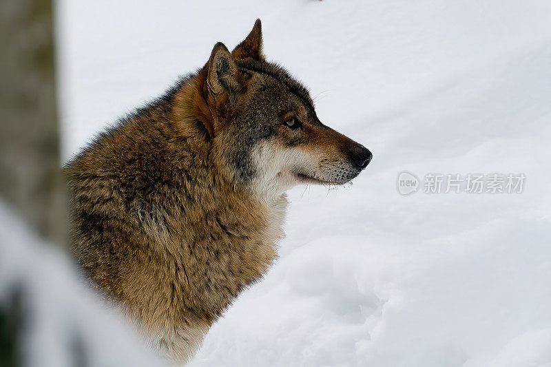 德国自然巴伐利亚森林公园的雪地里的狼